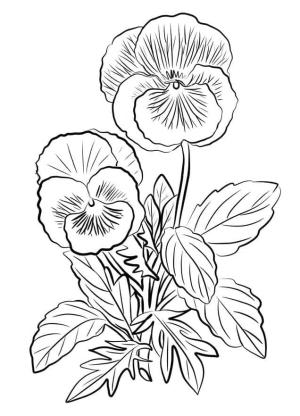 Hercai Menekşe boyama sayfası, coloring page, Yazdırılabilir hercai menekşe,
