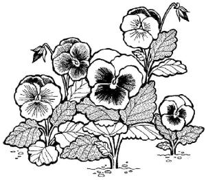 Hercai Menekşe boyama sayfası, coloring page, Hercai Menekşe resmi,