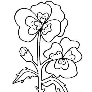 Hercai Menekşe boyama sayfası, coloring page, Hercai menekşe çiçeğini seviyorum,