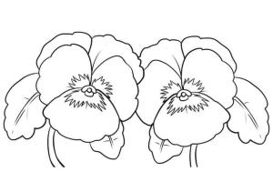 Hercai Menekşe boyama sayfası, coloring page, Iki hercai menekşe,