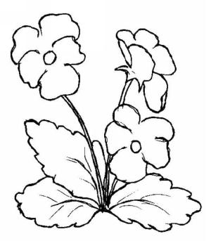 Hercai Menekşe boyama sayfası, coloring page, Hercai menekşe yazdır,