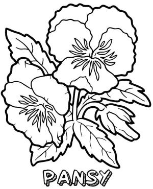 Hercai Menekşe boyama sayfası, coloring page, Ücretsiz Hercai Menekşe,