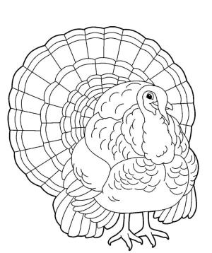 Hindi boyama sayfası,  coloring page, Kocaman bir hindi güzel kuyruğunu gösteriyor., 