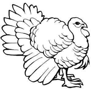 Hindi boyama sayfası,  coloring page, Kendini beğenmiş hindi., 