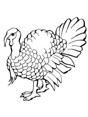 Hindi boyama sayfası,  coloring page, Hindi bir solucan arıyor., 