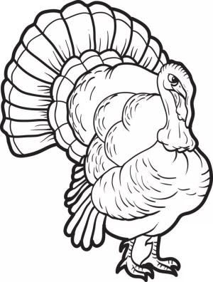 Hindi boyama sayfası,  coloring page, Kızgın hindi., 