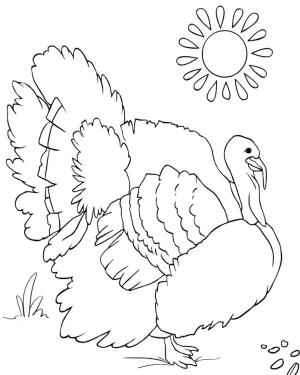 Hindi boyama sayfası,  coloring page, Yiyecek arıyorum., 