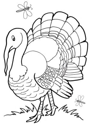 Hindi boyama sayfası,  coloring page, Düşünceli bir hindi çayırda yürüyor., 