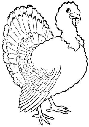 Hindi boyama sayfası,  coloring page, Flört eden hindi bakışı., 