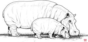 Hipopotam boyama sayfası, Hippopotamus coloring page, , hippopotamus baby hippo with mother 