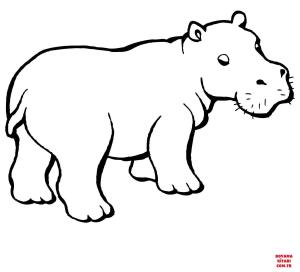 Hipopotam boyama sayfası, Hippopotamus coloring page, , hippopotamus baby hippo 