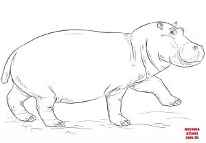 Hipopotam boyama sayfası, Hippopotamus coloring page, , hippopotamus cute hippo 