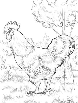 Horoz boyama sayfası,  coloring page, Rhode Island Kırmızı Horoz, 