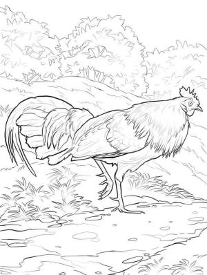 Horoz boyama sayfası,  coloring page, Kırmızı Orman Kuşu Horoz, 