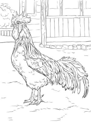 Horoz boyama sayfası,  coloring page, Kümeste Kahverengi Leghorn Horoz, 