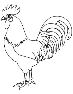 Horoz boyama sayfası,  coloring page, Lüks horoz, 