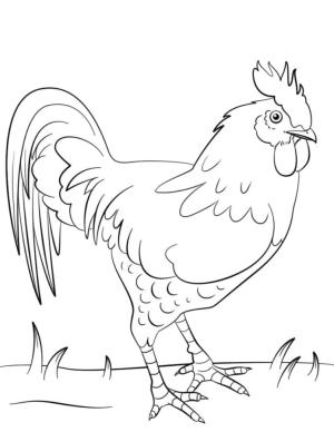 Horoz boyama sayfası,  coloring page, Muhteşem horoz., 