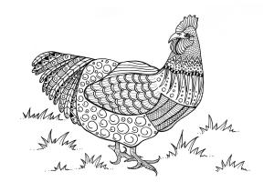 Horoz boyama sayfası,  coloring page, Güzel Horoz, 