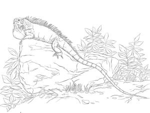 Iguana boyama sayfası,  coloring page, Gerçekçi Yeşil İguana, 