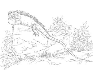 Iguana boyama sayfası,  coloring page, Realisitc Green Iguana, 