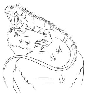 Iguana boyama sayfası,  coloring page, İguana Sevimli, 