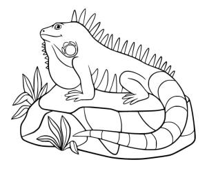 Iguana boyama sayfası,  coloring page, İguana İyi, 