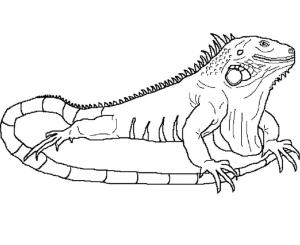 Iguana boyama sayfası,  coloring page, , 