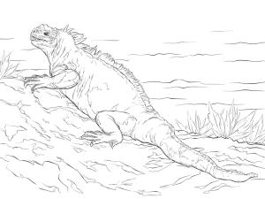 Iguana boyama sayfası,  coloring page, Marine Iguana, 