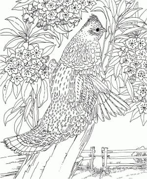 Ilkbahar boyama sayfası,  coloring page, İlkbaharda ağaçtaki güzel kuş, 