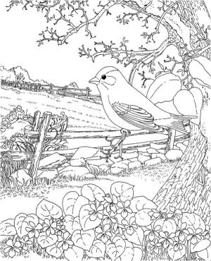 Ilkbahar boyama sayfası,  coloring page, Güneşli bahar ışığı yaban hayatı için gereklidir., 