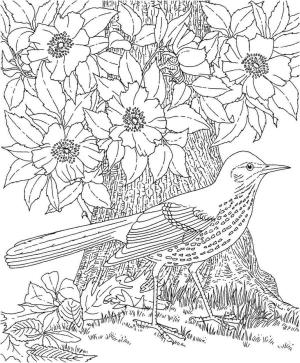 Ilkbahar boyama sayfası,  coloring page, Kuş ve İlkbahar ağacı, 