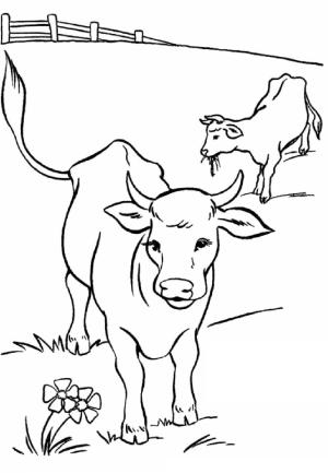 Inek boyama sayfası,  coloring page, Çiftlikte İki İnek, 