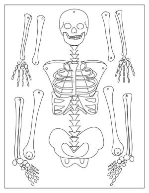 Iskelet boyama sayfası,  coloring page, Mükemmel İskelet, 