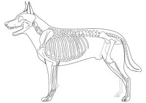 Iskelet boyama sayfası,  coloring page, Köpek Iskeleti, 