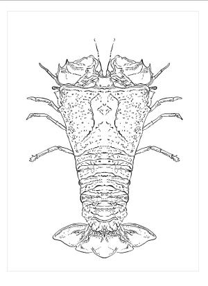 Istakoz boyama sayfası,  coloring page, Düz Kafalı ıstakoz, 