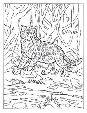 Jaguar boyama sayfası, Jaguars coloring page, Jaguar Akıntıya Yakın, 