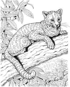 Jaguar boyama sayfası, Jaguars coloring page, Jaguar Yetişkinler içindir, 