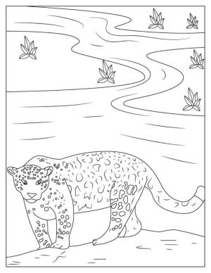 Jaguar boyama sayfası, Jaguars coloring page, Harika Jaguar, 