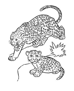 Jaguar boyama sayfası, Jaguars coloring page, İki Jaguar, 