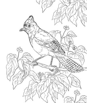 Jay Kuş boyama sayfası,  coloring page, Arrendajos en Rama Árbol, 