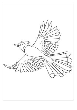 Jay Kuş boyama sayfası,  coloring page, Jay Kuş Uçan, 