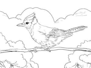 Jay Kuş boyama sayfası,  coloring page, Sevimli Jay Kuşu, 