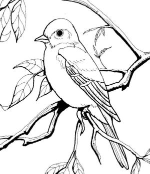 Jay Kuş boyama sayfası,  coloring page, Küçük Jay Kuşu, 