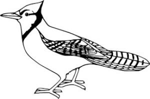 Jay Kuş boyama sayfası,  coloring page, Büyük Jay Kuşu, 