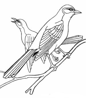 Jay Kuş boyama sayfası,  coloring page, İki Jay Kuşu, 