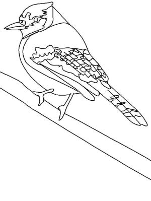 Jay Kuş boyama sayfası,  coloring page, Mavi Alakarga Etiketleri ile, 