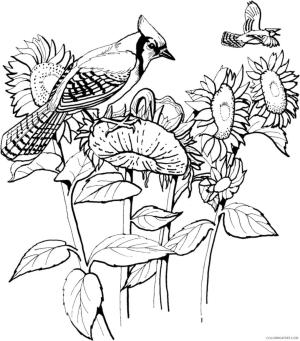 Jay Kuş boyama sayfası,  coloring page, Ayçiçeği ile Mavi Alakarga, 