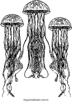 Jellyfish boyama sayfası – çizgi film temalı, basit çizim