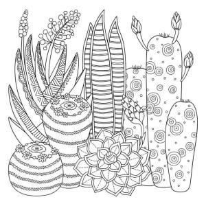 Kaktüs boyama sayfası,  coloring page, Kaktüs Yetişkinler Içindir, 