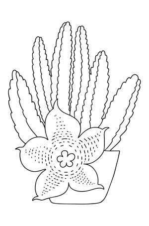 Kaktüs boyama sayfası,  coloring page, Çiçekli Stapelia Kaktüs, 